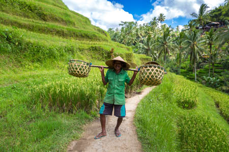 BALI, INDONESIA - FEBRUARY 28, 2020: Old farmer carries baskets on his shoulder in Tegallalang rice terrace field on Bali, Indonesiaのeditorial素材