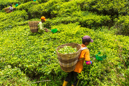 CAMERON HIGHLANDS, MALAYSIA - FEBRUARY 22, 2020: Worker picking tea leaves in tea plantation in...