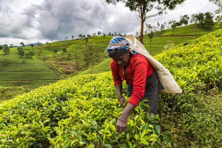 NUWARA ELIYA, SRI LANKA - FEBRUARY 15, 2020: Woman tea picker in tea plantation in Nuwara Eliya, Sri Lankaのeditorial素材
