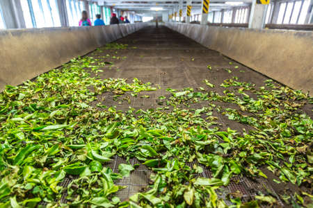 NUWARA ELIYA, SRI LANKA - FEBRUARY 15, 2020: Interior of Damro Tea factory in Nuwara Eliya, Sri Lankaのeditorial素材