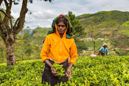 NUWARA ELIYA, SRI LANKA - FEBRUARY 15, 2020: Woman tea picker in tea plantation in Nuwara Eliya, Sri Lankaのeditorial素材