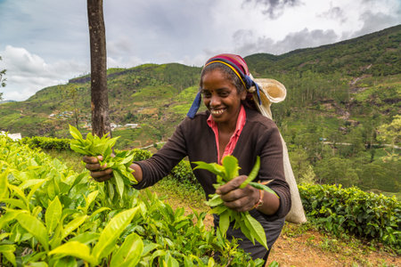 NUWARA ELIYA, SRI LANKA - FEBRUARY 15, 2020: Woman tea picker in tea plantation in Nuwara Eliya, Sri...