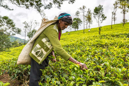 NUWARA ELIYA, SRI LANKA - FEBRUARY 15, 2020: Woman tea picker in tea plantation in Nuwara Eliya, Sri Lankaのeditorial素材