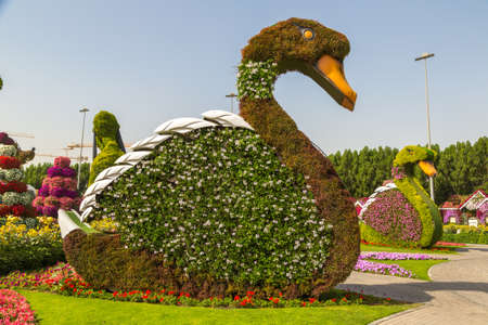 DUBAI, UNITED ARAB EMIRATES - JANUARY 31, 2020: Dubai miracle garden in a sunny day , United Arab Emiratesのeditorial素材