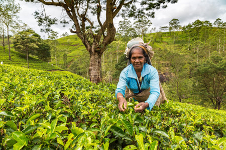 NUWARA ELIYA, SRI LANKA - FEBRUARY 15, 2020: Woman tea picker in tea plantation in Nuwara Eliya, Sri Lankaのeditorial素材