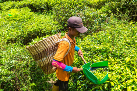 CAMERON HIGHLANDS, MALAYSIA - FEBRUARY 22, 2020: Worker picking tea leaves in tea plantation in...