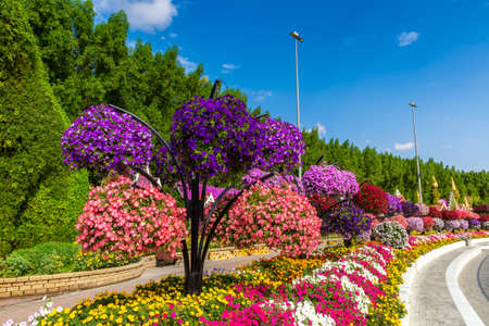 DUBAI, UNITED ARAB EMIRATES - MARCH 29, 2020: Dubai miracle garden in a sunny day , United Arab Emiratesのeditorial素材