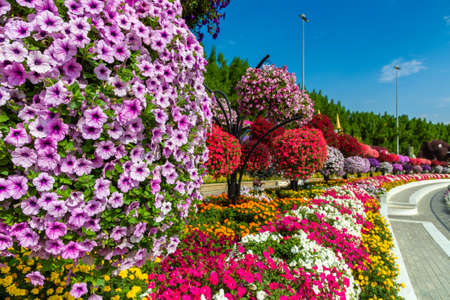 DUBAI, UNITED ARAB EMIRATES - MARCH 29, 2020: Dubai miracle garden in a sunny day , United Arab Emiratesのeditorial素材