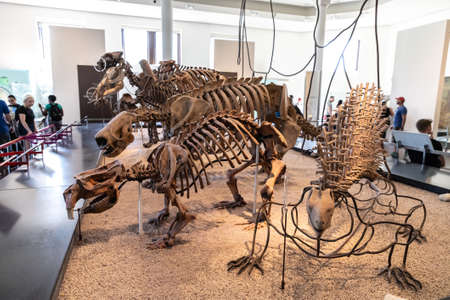 NEW YORK CITY, USA - MARCH 29, 2020: Interior of American Museum of Natural History in New York City, NY, USA