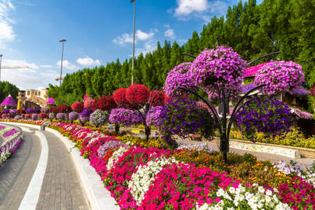 DUBAI, UNITED ARAB EMIRATES - MARCH 29, 2020: Dubai miracle garden in a sunny day , United Arab Emiratesのeditorial素材
