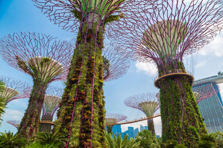 SINGAPORE - JUNE 23, 2019: The Supertree Grove and Skyway at Gardens by the Bay and Marina Bay Sands hotel  in Singapore at summer dayのeditorial素材