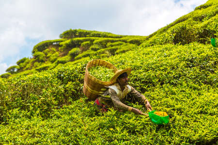 CAMERON HIGHLANDS, MALAYSIA - FEBRUARY 22, 2020: Worker picking tea leaves in tea plantation in Cameron Highlands, Malaysiaのeditorial素材