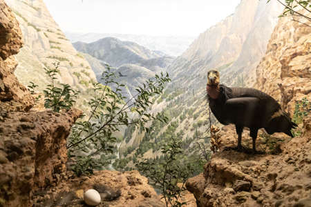 NEW YORK CITY, USA - MARCH 29, 2020: Interior of American Museum of Natural History in New York City, NY, USAのeditorial素材