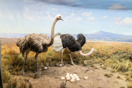 NEW YORK CITY, USA - MARCH 29, 2020: Ostrich in American Museum of Natural History in New York City,...