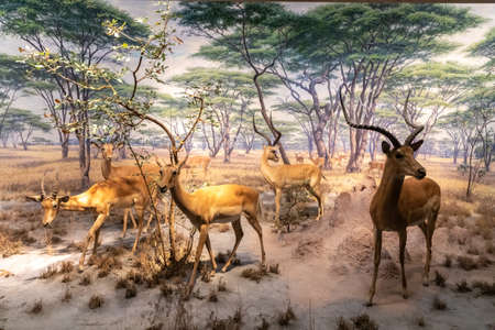 NEW YORK CITY, USA - MARCH 29, 2020: Interior of American Museum of Natural History in New York City, NY, USAのeditorial素材