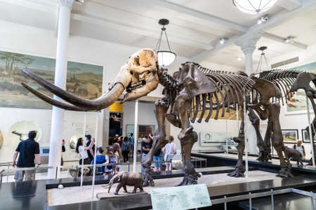 NEW YORK CITY, USA - MARCH 29, 2020: Elephant at American Museum of Natural History in New York City, NY, USAのeditorial素材