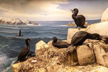 NEW YORK CITY, USA - MARCH 29, 2020: Interior of American Museum of Natural History in New York City, NY, USAのeditorial素材