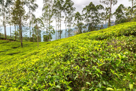 Tea plantations in Nuwara Eliya, Sri Lankaの写真素材