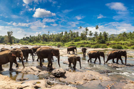 Herd of elephants at the river in Sri Lankaの写真素材