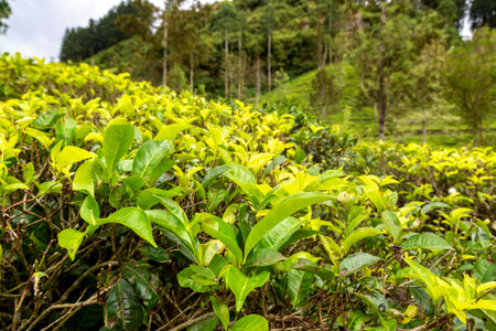 Green tea bud and fresh leaves at the tea plantations in Nuwara Eliya, Sri Lanka