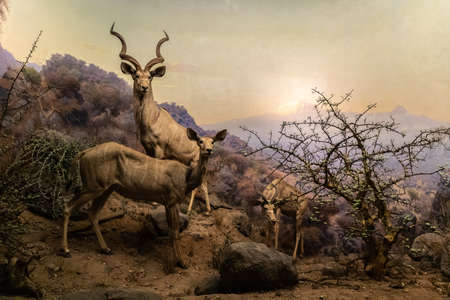 NEW YORK CITY, USA - MARCH 29, 2020: Interior of American Museum of Natural History in New York City, NY, USAのeditorial素材