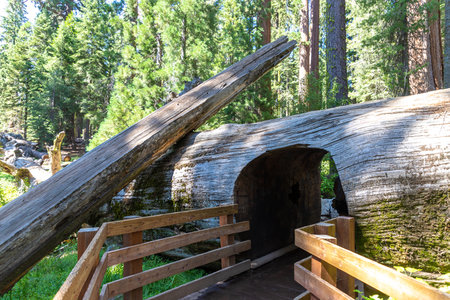 Tunnel in  Sequoia National Park in California, USAの写真素材
