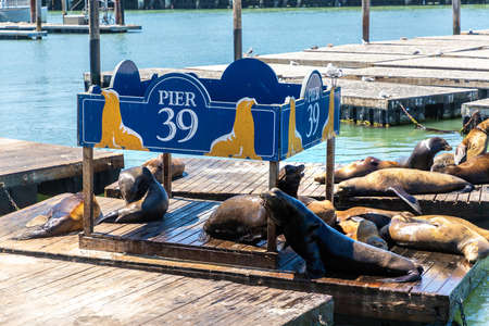 Sea lions at Pier 39 in San Francisco, California, USAの写真素材