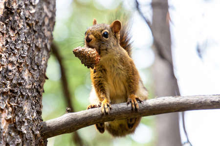 Red Squirrel on a branch in a sunny dayの写真素材