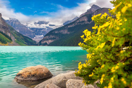 Panoramic view of Lake Louise and wild yellow flower, Banff National Park Of Canadaの写真素材