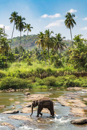 Single elephant at the river  in Sri Lankaの写真素材