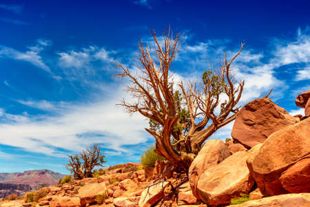Old dead tree at Grand Canyon West Rim in a sunny day, USAの写真素材