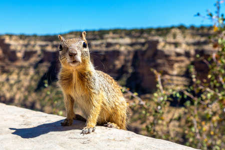Squirrel at Grand Canyon National Park in a sunny day, Arizona, USAの写真素材
