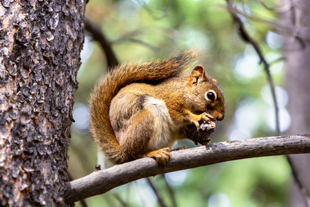 Red Squirrel on a branch in a sunny dayの写真素材