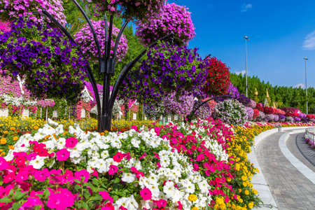 DUBAI, UNITED ARAB EMIRATES - MARCH 29, 2020: Dubai miracle garden in a sunny day , United Arab Emiratesのeditorial素材