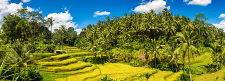 Panorama of  Tegallalang rice terrace field on Bali, Indonesia in a sunny dayの写真素材