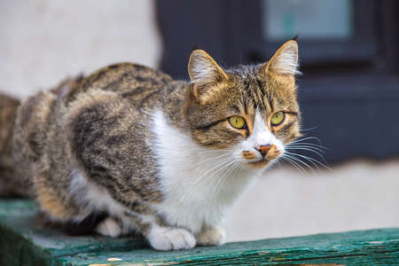 Cat  in Istanbul, Turkey in a beautiful summer dayの写真素材