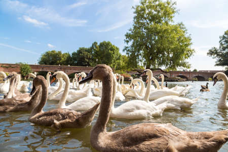 Swans in the river in Stratford-upon-Avon in a beautiful summer day, England, United Kingdomの写真素材