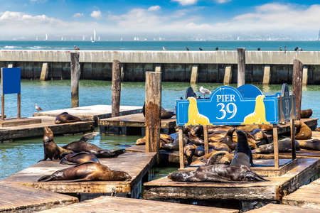 Sea lions at Pier 39 in San Francisco, California, USAの写真素材