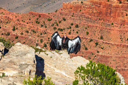 California Condor at Grand Canyon National Park in a sunny day, Arizona, USAの写真素材