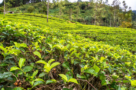 Green tea bud and fresh leaves at the tea plantations in Nuwara Eliya, Sri Lanka