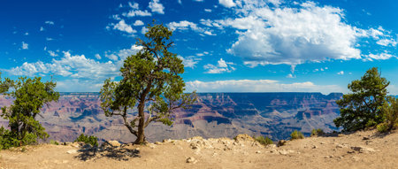 Panorama of Grand Canyon National Park in a sunny day, Arizona, USAの写真素材