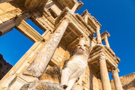 Cat on Ruins of Celsius Library in ancient city Ephesus, Turkey in a beautiful summer dayの写真素材
