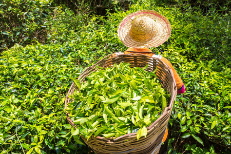Worker picking tea leaves in tea plantation in Cameron Highlands, Malaysiaの写真素材