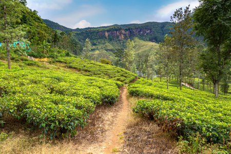 Green tea bud and fresh leaves at the tea plantations in Nuwara Eliya, Sri Lankaの写真素材