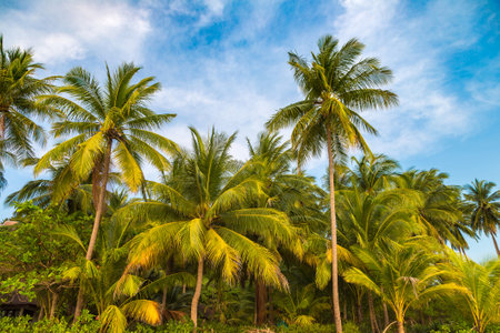 Palm tree at beautiful tropical beach in a summer dayの写真素材