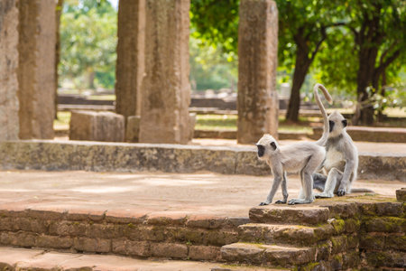 Monkey in Anuradhapura in a summer day, Sri Lankaの写真素材