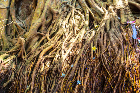 Bodhi tree in Gangaramaya Buddhist Temple,  in Colombo in a sunny day, Sri Lankaの写真素材