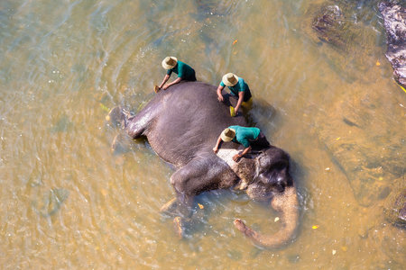 Herdsman washes the elephant in the river at the Elephant Orphanage in central Sri Lankaの写真素材