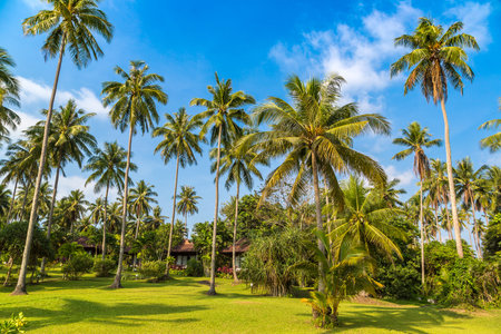 Palm tree at Luxury tropical resort  in a sunny dayの写真素材