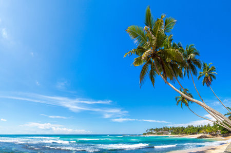 Panorama of  Rock and palm tree at Dalawella Beach in a sunny day in Sri Lankaの写真素材